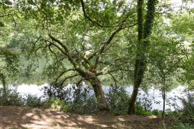O Xirimbao, Galiçya yakınlarındaki Ulla Nehri 'ndeki Riparian ormanı.