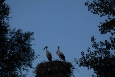 Alacakaranlıkta yuvalarında iki leylek, mavi gökyüzü olan ağaçların arasında, Burgos vilayetinde