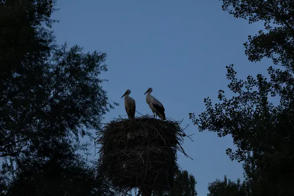 Alacakaranlıkta yuvalarında iki leylek, mavi gökyüzü olan ağaçların arasında, Burgos vilayetinde