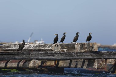 Bir grup karabatak, Arousa nehrinde, Pontevedra, Galiçya 'da bir midye çiftliği botunda dinleniyor..