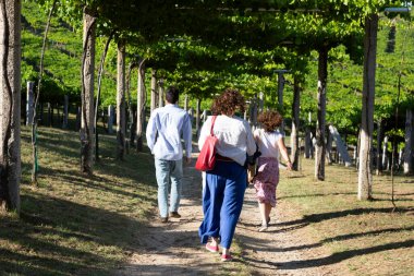 Pazo de Baion Şaraphanesi, Rias Baixas 'ın üzüm bağları arasında bir grup turist yürüyor