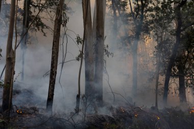 İspanya 'nın Galiçya kentindeki bir ormanda okaliptüs ve meşe ağaçları yanar..