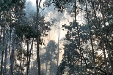 İspanya 'nın Galiçya kentindeki bir ormanda okaliptüs ve meşe ağaçları yanar..