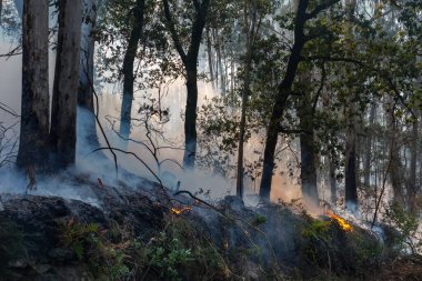 İspanya 'nın Galiçya kentindeki bir ormanda okaliptüs ve meşe ağaçları yanar..