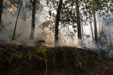 İspanya 'nın Galiçya kentindeki bir ormanda okaliptüs ve meşe ağaçları yanar..