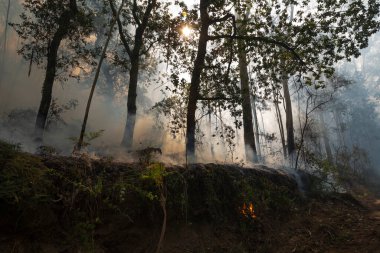 İspanya 'nın Galiçya kentindeki bir ormanda okaliptüs ve meşe ağaçları yanar..
