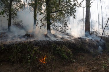 İspanya 'nın Galiçya kentindeki bir ormanda okaliptüs ve meşe ağaçları yanar..