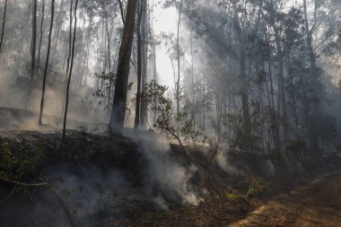 İspanya 'nın Galiçya kentindeki bir ormanda okaliptüs ve meşe ağaçları yanar..