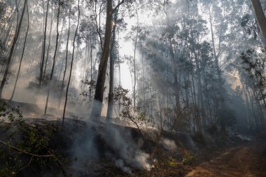İspanya 'nın Galiçya kentindeki bir ormanda okaliptüs ve meşe ağaçları yanar..
