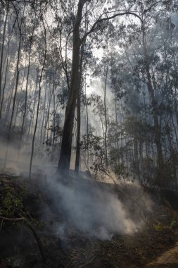 İspanya 'nın Galiçya kentindeki bir ormanda okaliptüs ve meşe ağaçları yanar..