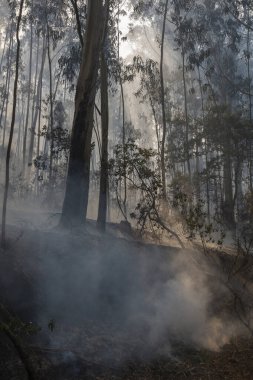 İspanya 'nın Galiçya kentindeki bir ormanda okaliptüs ve meşe ağaçları yanar..