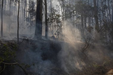 İspanya 'nın Galiçya kentindeki bir ormanda okaliptüs ve meşe ağaçları yanar..
