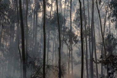 İspanya 'nın Galiçya kentindeki bir ormanda okaliptüs ve meşe ağaçları yanar..