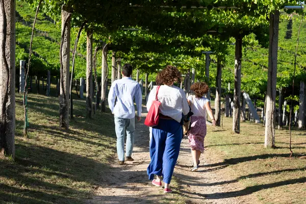 Pazo de Baion Şaraphanesi, Rias Baixas 'ın üzüm bağları arasında bir grup turist yürüyor