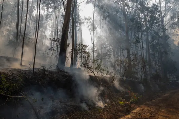 İspanya 'nın Galiçya kentindeki bir ormanda okaliptüs ve meşe ağaçları yanar..