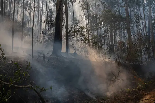 İspanya 'nın Galiçya kentindeki bir ormanda okaliptüs ve meşe ağaçları yanar..