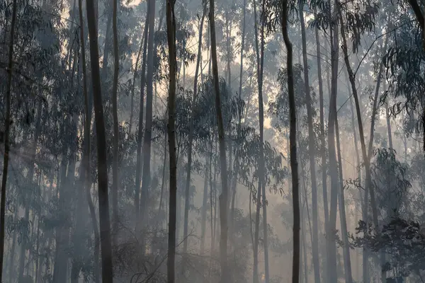 İspanya 'nın Galiçya kentindeki bir ormanda okaliptüs ve meşe ağaçları yanar..