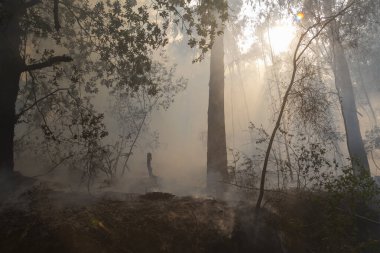 İspanya 'nın Galiçya kentindeki bir ormanda okaliptüs ve meşe ağaçları yanar..