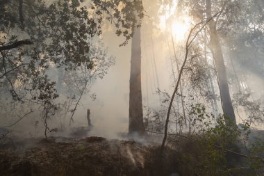 İspanya 'nın Galiçya kentindeki bir ormanda okaliptüs ve meşe ağaçları yanar..