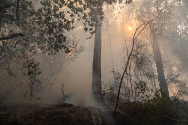 İspanya 'nın Galiçya kentindeki bir ormanda okaliptüs ve meşe ağaçları yanar..