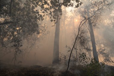 İspanya 'nın Galiçya kentindeki bir ormanda okaliptüs ve meşe ağaçları yanar..