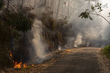 Okaliptüs ve meşe ormanlarında bir orman yangını yola ulaşır ve Galiçya 'nın Sociho kentindeki okaliptüs yapraklarını yakar..