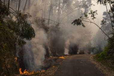 Okaliptüs ve meşe ormanlarında bir orman yangını yola ulaşır ve Galiçya 'nın Sociho kentindeki okaliptüs yapraklarını yakar..