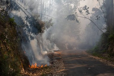 Okaliptüs ve meşe ormanlarında bir orman yangını yola ulaşır ve Galiçya 'nın Sociho kentindeki okaliptüs yapraklarını yakar..