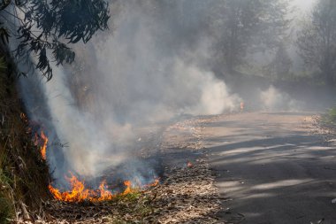 Okaliptüs ve meşe ormanlarında bir orman yangını yola ulaşır ve Galiçya 'nın Sociho kentindeki okaliptüs yapraklarını yakar..