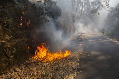 Okaliptüs ve meşe ormanlarında bir orman yangını yola ulaşır ve Galiçya 'nın Sociho kentindeki okaliptüs yapraklarını yakar..