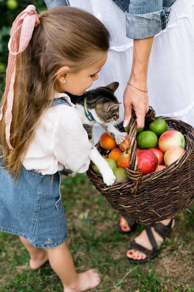 A little girl with long hair and a bow in a denim sundress shows the cat an apple in a baske