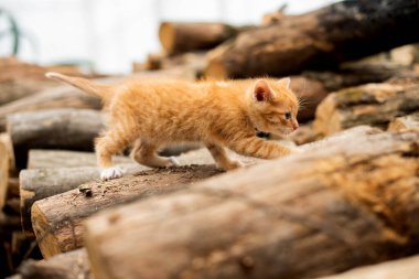 Küçük kırmızı bir kedi yavrusu alevlere tırmanıyor.