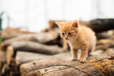 Küçük kırmızı bir kedi yavrusu alevlere tırmanıyor.