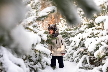 Kahverengi kürk şapkalı komik bir çocuk, dili dışarı çıkmış, karlı bir ormanda çam dalına kar koymaya çalışıyor.