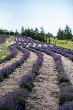 Genç çiçek açan lavanta çalıları bir parktaki yamaçta dalgalı çizgilere dikilmiş.