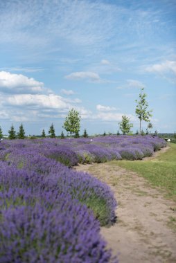 Parktaki kumlu patika boyunca yemyeşil lavanta çalıları.