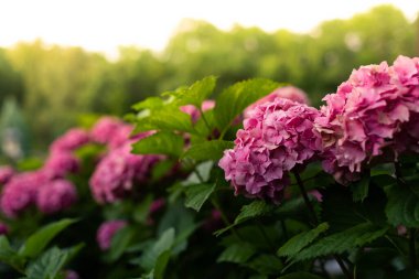 Parkta çiçek açan pembe ortanca çalıları.