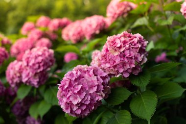 Parkta çiçek açan pembe ortanca çalıları.