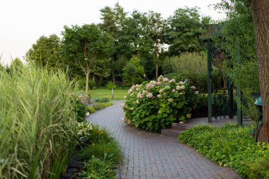 Çiçek açan pembe ortanca çalıları Parktaki kaldırım taşı patikası boyunca