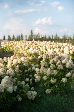 Çok sayıda çiçek açan beyaz ortanca çalıları parktaki açık havada.