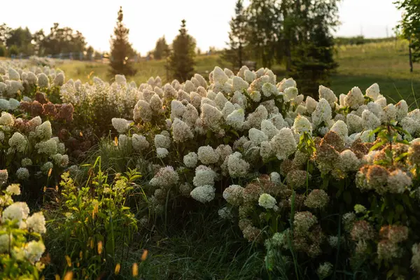 Large Number Flowering White Hydrangea Bushes Open Air Park Stock Picture