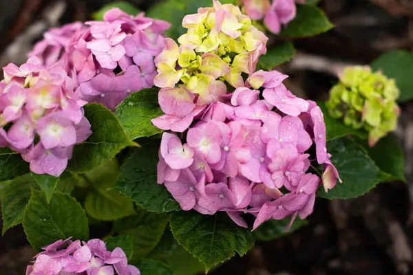 Young Growing Bush Pink Hydrangea Decorated Oak Bar Stock Picture