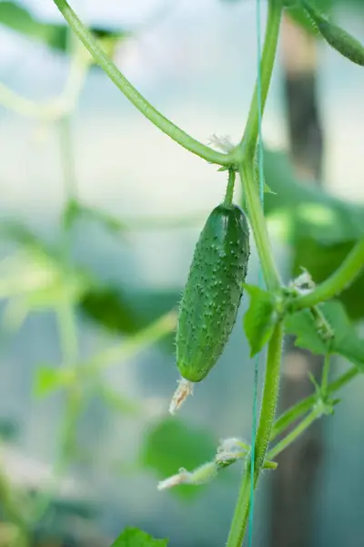 Young Small Cucumber Tied Vertically Greenhouse Royalty Free Stock Images