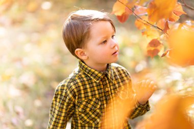 A little fair-haired boy in the autumn forest looks at the leaves on the bushe clipart