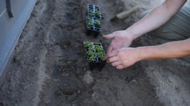 Erkek eller çiçek tarlasına bir Lobelia çiçeği tohumu eker. 