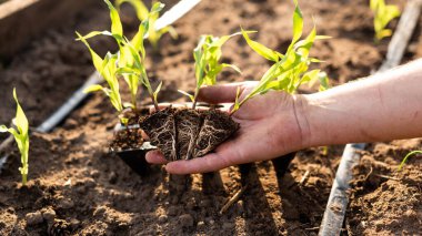 Mısır fideleri ekiyorum. Erkek bir çiftçi, küçük bir mısır fidanının kök sistemini gösterir. Organik gıda üretimi