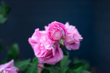 Pembe yemyeşil Paul Neyron, koyu mavi arka planda bir dalda gül çiçeği.