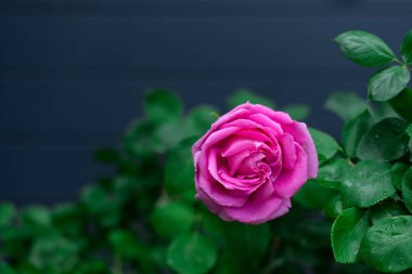 Fotokopi alanı olan koyu mavi bir arkaplanda pembe bir gül