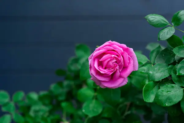 stock image One pink rose on a dark blue background with copy space