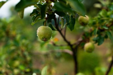Unripe green apples with raindrops on a branch in the garden clipart